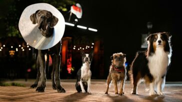 How to watch Strays in the UK on Peacock TV