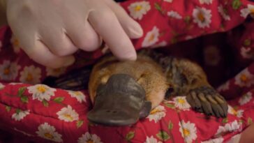 How to watch The Platypus Guardian