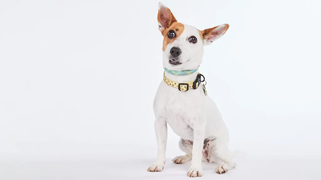 How to watch The Dog House at Christmas 2023 in Canada on Channel 4