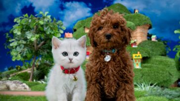 How to watch Mittens & Pants Season 2 in the US on Sky Go