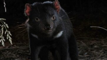 How to watch Living With Devils on ABC iView