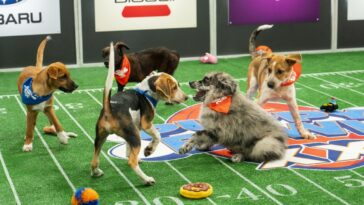 How to watch Puppy Bowl (2024) outside the US on Discovery Plus