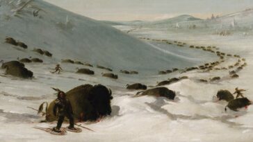 How to watch The American Buffalo on BBC iPlayer