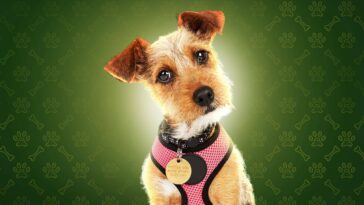 How to watch The Dog House Season 5 on Channel 4