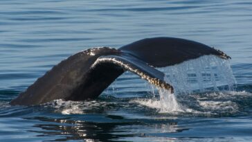 How to watch Mystery of the Walking Whale in the US on CBC Gem