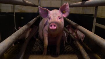 How to watch Pignorant on Amazon Prime Video