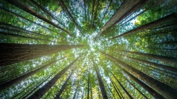 How to watch Timber Titans in the US on CTV