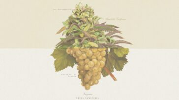 How to watch Weed & Wine on DocPlay