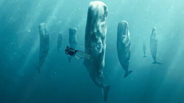 How to watch Whale With Steve Backshall on ABC iView