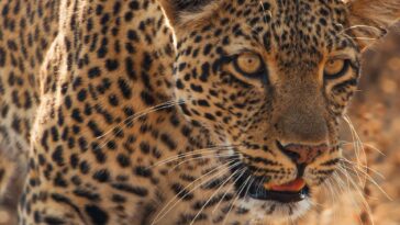 How to watch Mammals series online for free