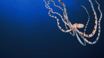 How to watch Secrets of the Octopus online