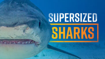 How to watch Supersized Sharks