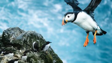 How to watch Shetland: Scotland's Wondrous Isles on Channel 5