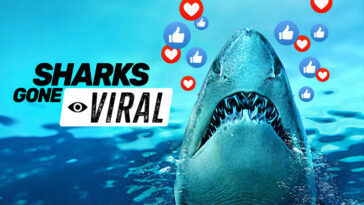 How to watch Sharks Gone Viral on Hulu