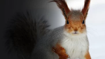 How to watch Wild Winter (2024) on Stan