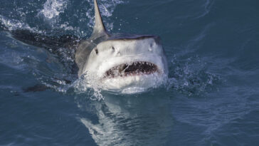 How to watch Attack Of The Red Sea Sharks outside the US on Hulu