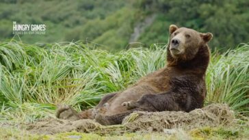 How to watch The Hungry Games: Alaska's Big Bear Challenge on Peacock