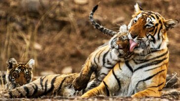 How to watch My Tiger Family on BBC iPlayer