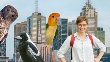 How to watch The Secret Lives of Our Urban Birds on ABC iView
