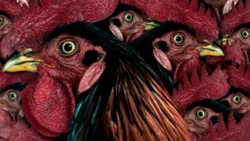 How to watch Kottukkaali