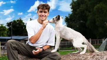 How to watch We Built a Zoo