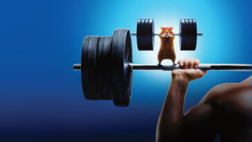 How to watch Human vs Hamster