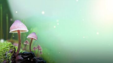 How to watch Fungi: The Web of Life