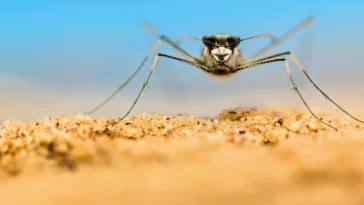 How to watch A Real Bug’s Life Season 2