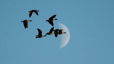 How to watch Winterwatch Series 13