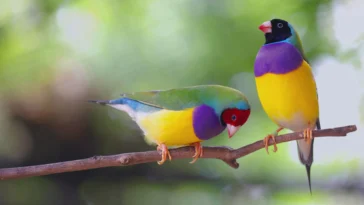 How to watch Animals, They’re Just Like Us! Season 1