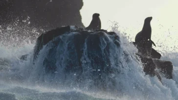 How to watch Sea Lions of the Galapagos and Guardians of the Galapagos documentaries