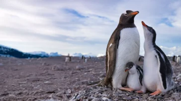 How to watch Secrets of the Penguins