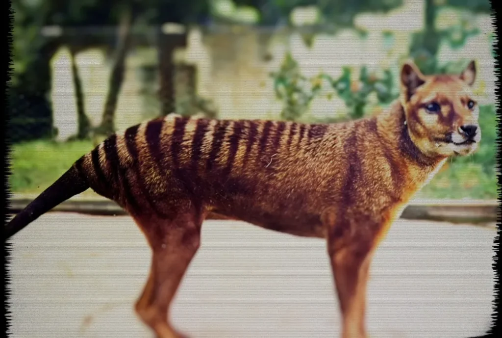 How to watch Hunt For Truth: Tasmanian Tiger Verdict in New Zealand