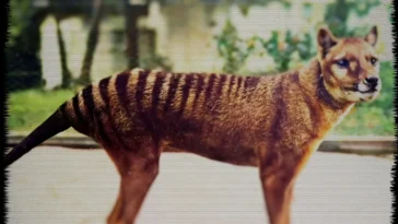How to watch Hunt For Truth: Tasmanian Tiger Verdict