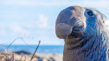 How to watch UNDERDOGS (2025)