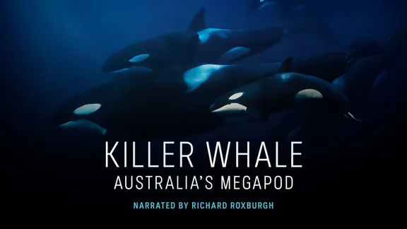 How to watch Killer Whale: Australia's Megapod outside Australia