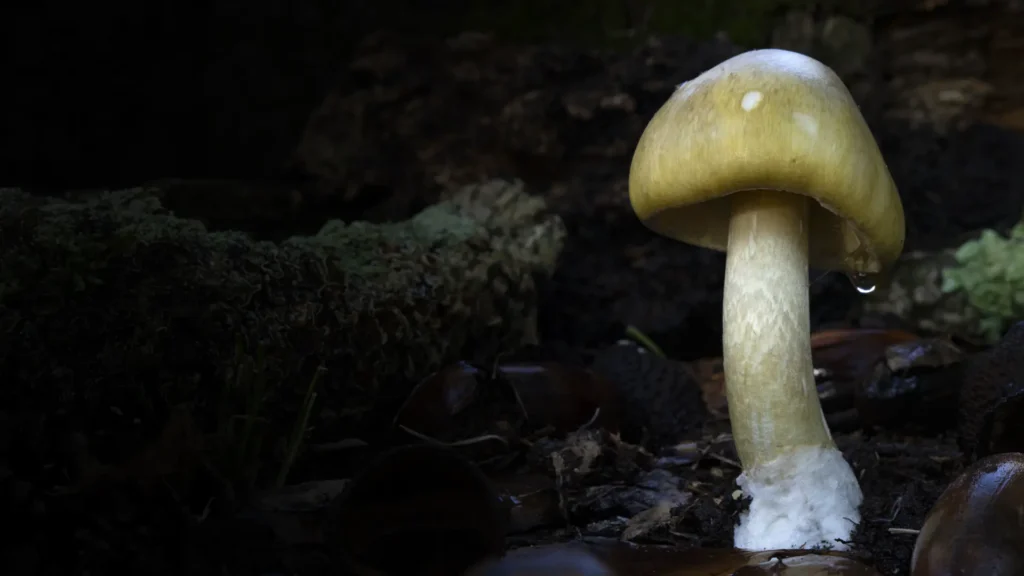 How to watch Revealed: Death Cap Murders in New Zealand