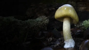 How to watch Revealed: Death Cap Murders