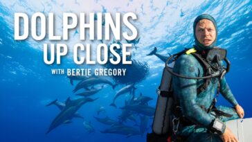 How to watch Dolphins Up Close with Bertie Gregory
