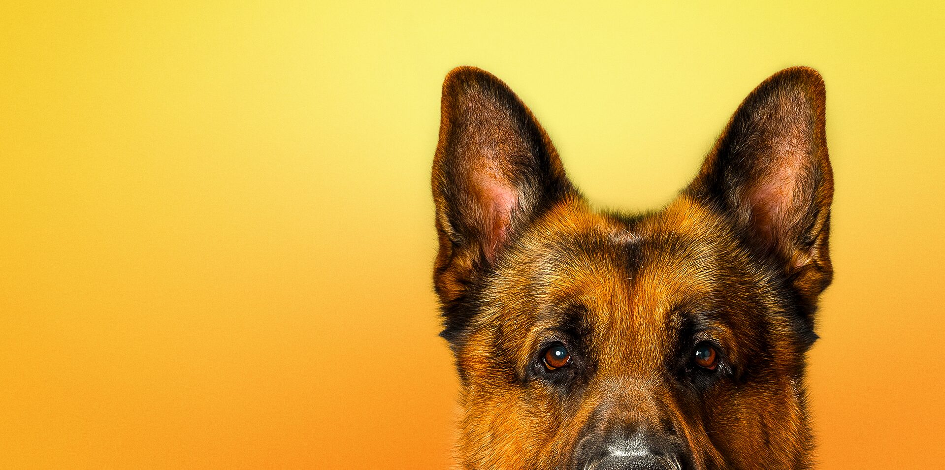 How to watch Hudson and Rex Season 8