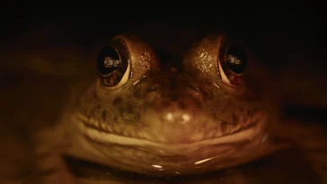 How to watch Nightmares of Nature Season 1