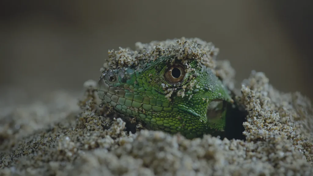 How to watch Nightmares of Nature Season 2