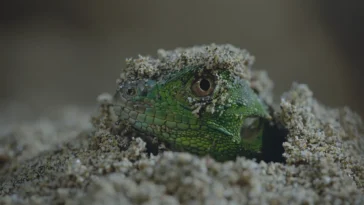 How to watch Nightmares of Nature Season 2