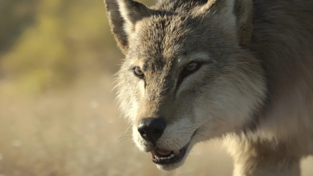 How to watch Prehistoric Planet Ice Age