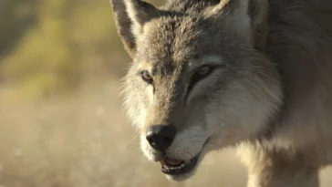 How to watch Prehistoric Planet Ice Age