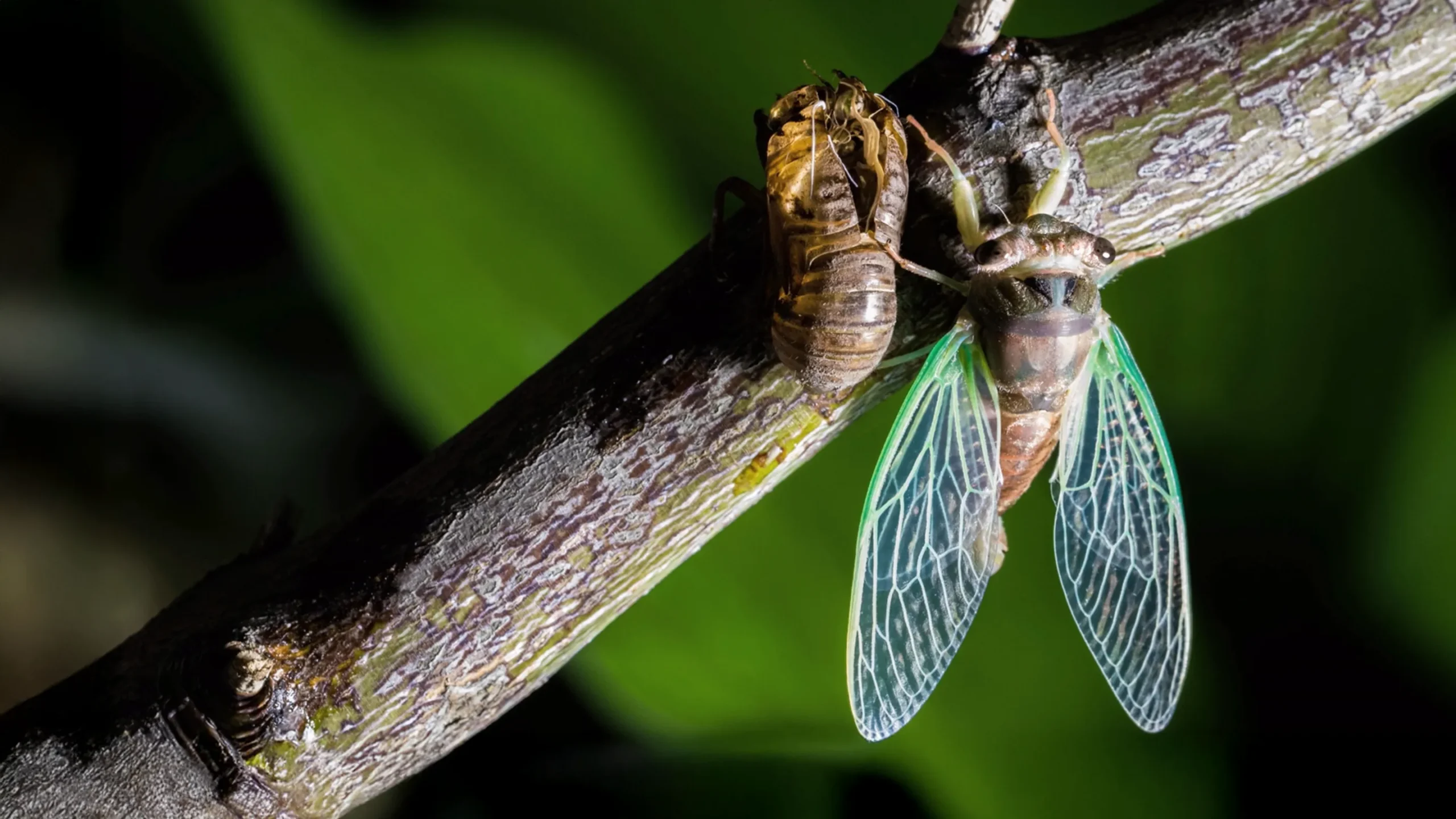 How to watch Super Animals season 3