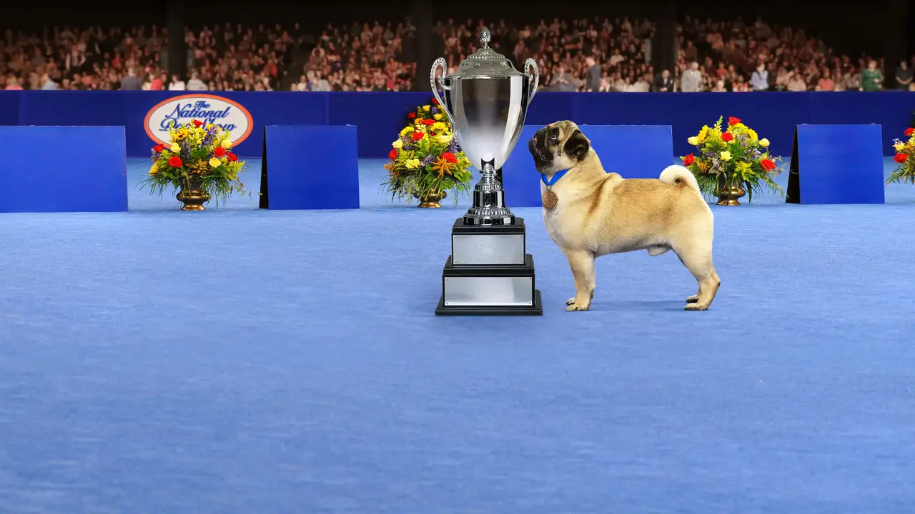How to watch The National Dog Show 2025 live