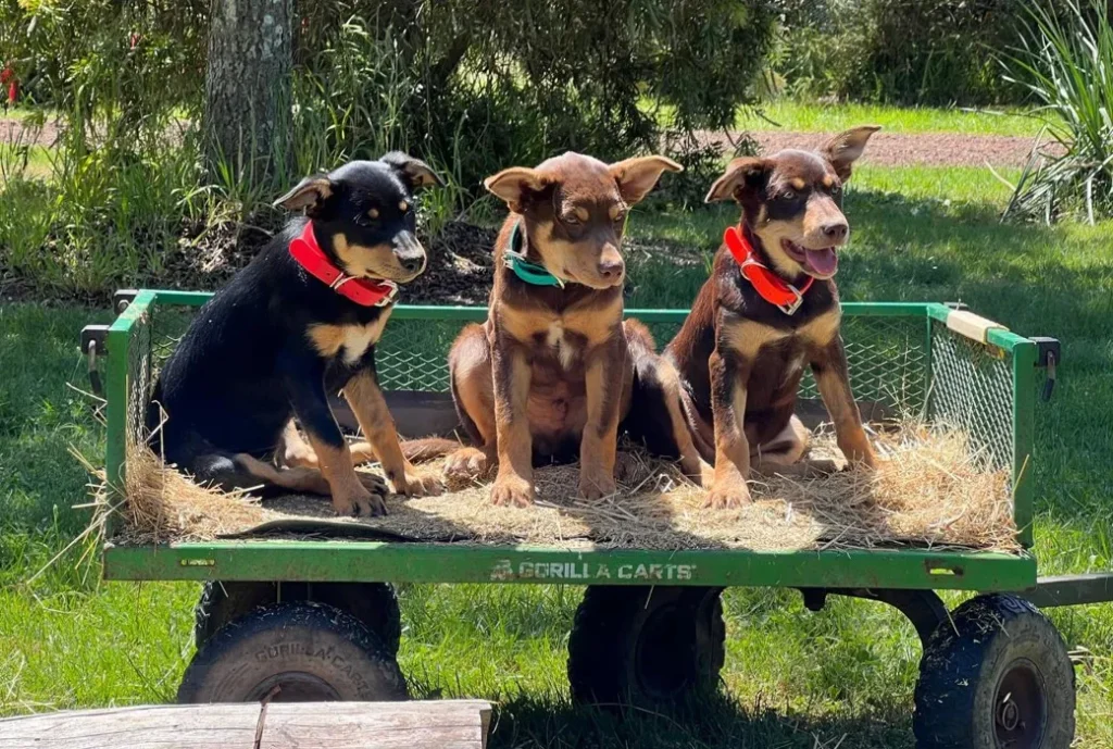 How to watch Muster Dogs Season 4 in the US