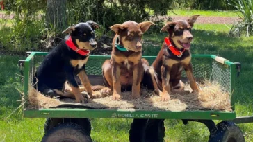 How to watch Muster Dogs Season 4