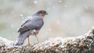 How to watch Winterwatch Series 14 for free